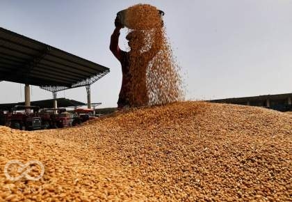 قیمتی مصوب گندم با هزینه کشاورزان همخوانی ندارد