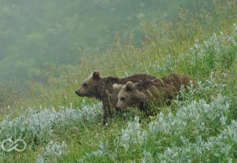 طرح اسنپ برای حفاظت از گونه‌ خرس قهوه‌ای