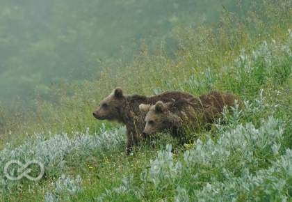 طرح اسنپ برای حفاظت از گونه‌ خرس قهوه‌ای