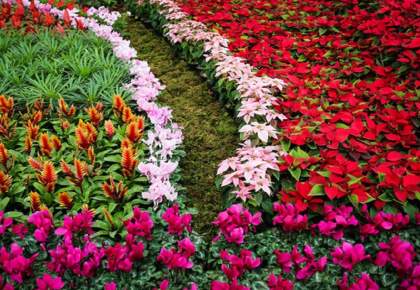 نمایشگاه تخصصی گل و گیاه در مشهد آغاز به کار کرد